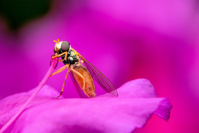 Exploring the World of Insects Through Macro Photography